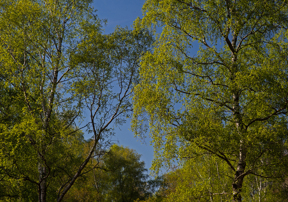 Spring Silver Birch Spring,  Pipers Wait 7